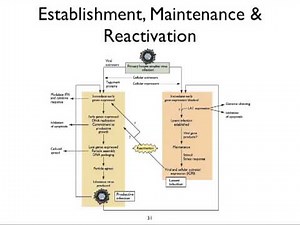Virology 2012 Lecture #16: Persistent infections