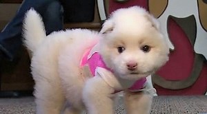 Houston SPCA investigating horrific case of animal cruelty