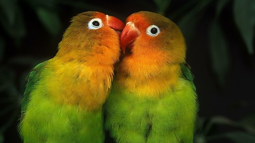 Lifespan Of A Lovebird: How Long Do Lovebirds Live? - Psittacology