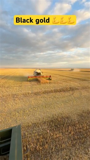 BLACK GOLD HARVEST! 🌾🚜 | THE POWER OF MODERN FARMING