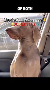 Where did the "I just lost my dawg" TikTok meme sound come from? | Know Your Meme