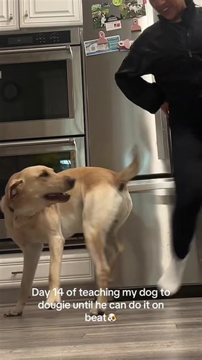 His lab got the best of him today 🐶🤣 #dogsoftiktok #doglover #dougie #dance #labrador