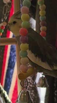 schecky on the swing for the first time. #birbs #cockatiel #birds #cuteanimals