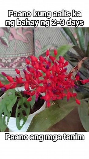 31K views · 758 reactions | Paano gumawa ng humidity tray #simplifiedfarmingmethods #backyardkitchengarden #organicfarming #naturalfarming #containergardening #agrinihan | Agrinihan | Facebook