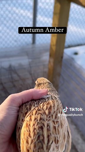 Exploring Unique Coturnix Quail Colors in Our Flock