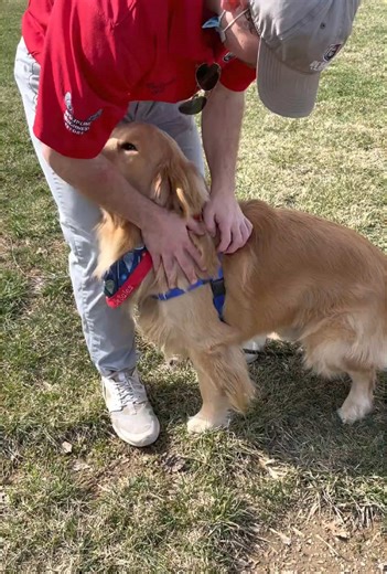 One of the best breeds #goldenretriever #golden #goldensoftiktok #dogtok #happydog #happy