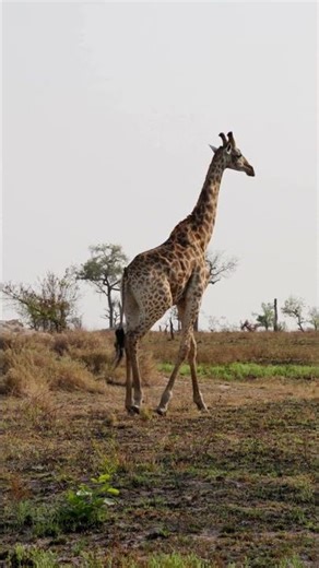 Graceful Giraffe Walking 🦒 | Relaxing Music & Peaceful Nature Short #Giraffe #Nature #RelaxingMusic