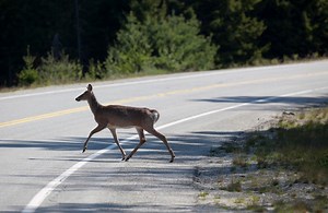 Oh, Deer! Minnesota Deer Collision Safety Guide