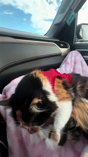 High heels, red dress! 😆💋✨ @Jonas Brothers #cat #catsoftiktok #jonasbrothers #ootd #fashion