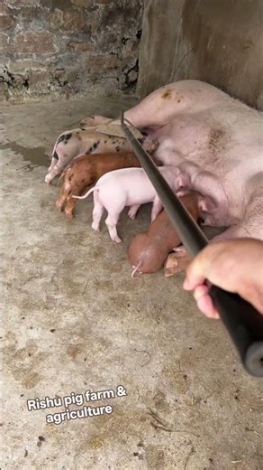 Life of a Sow #Leading the #Trends in the Pig #Community with Duroc Boars #Breeding#Duroc pig Boars