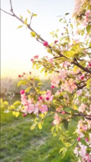 Blossom Beauty: Meaning, Types, Blooming Season & Nature’s Spring Magic