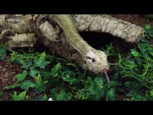 Begehbares Tigerpython Terrarium / Walkable Burmese Python Tank