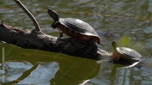 Red-eared Slider Turtles Basking on a Log in a Quiet Freshwater Pond Ecosystem Close Up