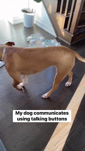 My dog communicates using talking buttons! #viralreels #fbreelsfyp #reelsfb #reelsviral #talkingdogs #talkingbuttons #pitbulls | Luna The Pittie