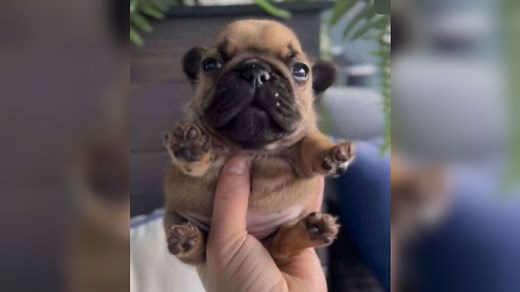 Handheld Pupper / Geeble | Know Your Meme