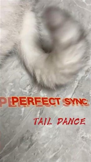 Cat Tail's Perfect Beat Sync || Will Make You Watch On Loop #funnycat