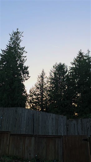 all the little bats circling at Sunset