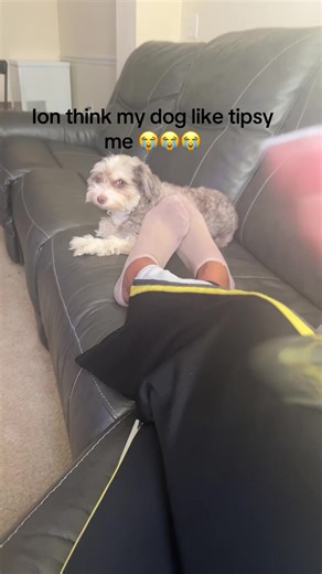 Understanding Your Dog's Irritation and Behavior