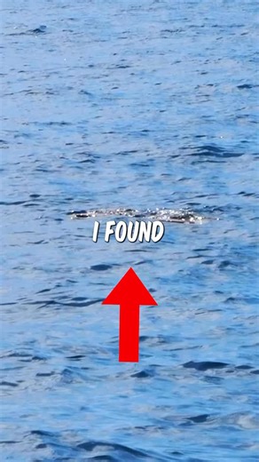 I Fished Under a Floating Ladder 20 Miles Offshore 🪜 #fishing #fishinglife #fishingdaily #floridafishing #fish | Bar Jacks