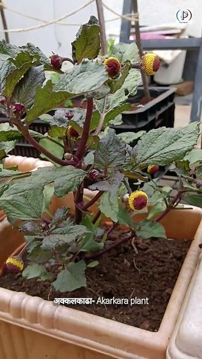 Akarkara plant ! Akalkadha ! आयुर्वेदिक अक्कलकाढा