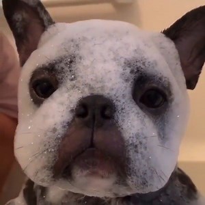 Splish Splash, I Was Taking A Bath... Credit 👉@yomo.yomo.1227 | French Bulldog World