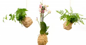 How to make an orchid kokedama