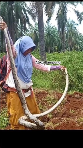 detik detik induk python di amankan #snake #ularbesar