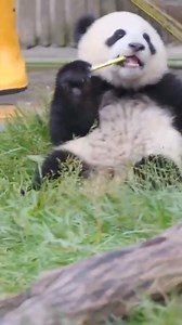 Take my hand my baby and bring me inside your heart! ❤️🙏❤️ (Please share and like my posts to help to grow my page! Thank you! 🐼🙏🐼) #playingtoys #playing #motherhood #eating #babypanda #babypandas #care #beautiful #love #silly #funny #naturephotography #nature #panda #fluffy #pandas #cute | Pandas, a Light In My Heart