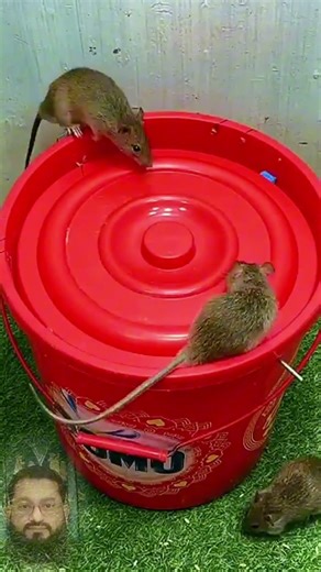 Easy Mouse Trap at Home 😲 #mousetrap #rat #mouse #rattrap #shorts #homemade