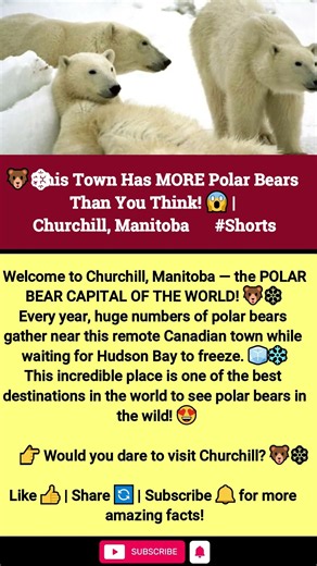 🐻‍❄️ This Town Has MORE Polar Bears Than You Think! 😱 | Churchill, Manitoba 🇨🇦 #shorts
