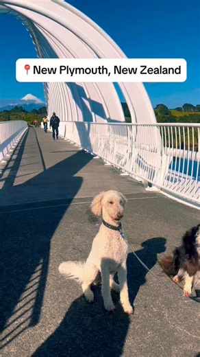 The famous Te Rewa Rewa Bridge in New Plymouth — shaped like a breaking wave or a whale’s skeleton, perfect for sunrise or sunset photos with Mount Taranaki in the background. Part of the scenic New Plymouth Coastal Walkway, it’s a must-visit spot! #TeRewaRewaBridge #NewPlymouth #CoastalWalkway #TravelNZ #Adventure #newzealand #eventurenz | Eventure NZ