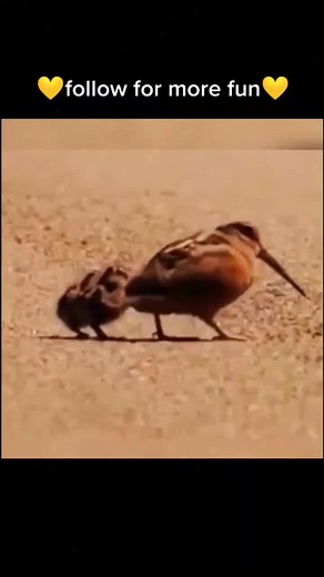 Bird God imitation❤️❤️❤️#dance #funny #foryou #fyp