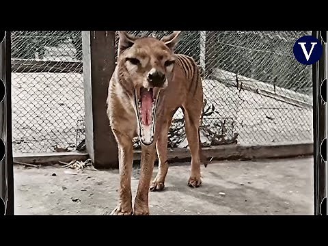 ¿Cómo era el extinto tigre de Tasmania? Un vídeo nos lo muestra a todo color por primera vez