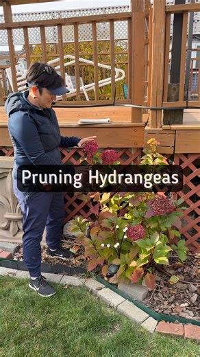 We don’t do any pruning of any types of hydrangeas in late summer or fall. Big leaf, mountain and oak leaf hydrangeas set their flowers in the summer for the next year. So we don’t prune those at all ideally. If we really must, it’s best to prune when the flowers open in the summertime. Plant these types of hydrangeas where they can grow into their full size so you don’t need to prune them. Smooth leaf hydrangeas, like Annabelle and incredible, and pinnacle type hydrangeas like lime, light and q