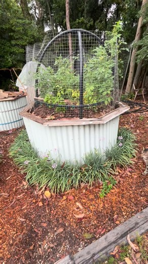 Does colour matter? Yes. When you’re designing in permaculture colour always matters. Here’s a breakdown as we continue to explore the endlessly fascinating world of cupcake beds. #permacoach #permacoach_me #permaculturecentralcoast #permacultureaustralia #ratproofing #gardeningaustralia #homegrownfood #waronwaste #cupcakebeds #onemillionwomen #sustainablegardeningaustralia | Permacoach