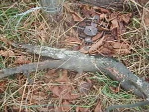 Redneck Park - How To Set Up A Perfect Fox Trap!