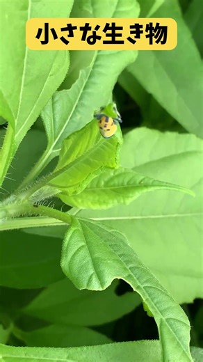 小さくても侮れない🍌バナナ虫みたいな謎生物に霧吹きしたら一撃で吹っ飛んだ💦✨