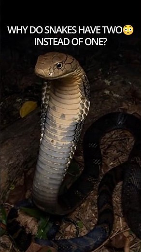 Why Snakes Have TWO… Instead of One? 😳 | Snake Hidden Biology