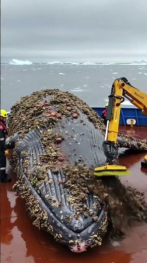 Cleaning Barnacles Off a Whale | Satisfying Rescue Moments