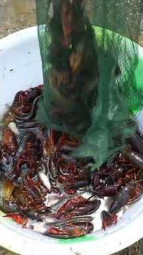 The Joy of Unlimited Lobster: A True Countryside Feast