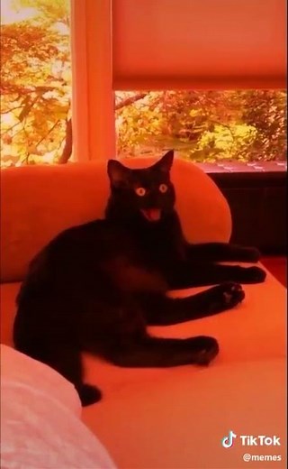 Cat speaking Morse Code