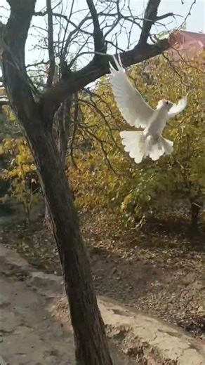 no.474 best swing white pigeon 👌 ♥️ 🙌 #pigeon #breedingpair #fancypigeon #birds #parwazikaboter