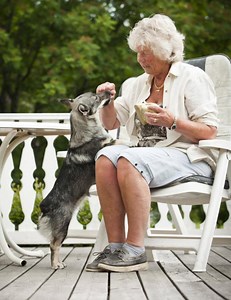 GUIDE: Fyra roliga tricks att lära hunden