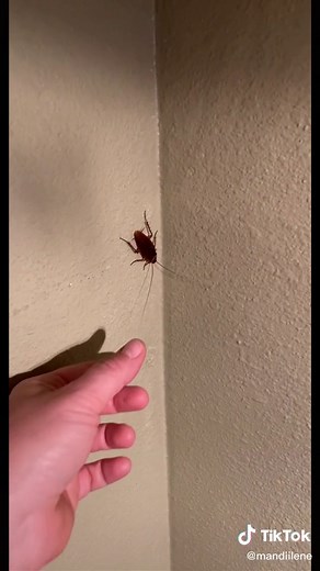 Big Palmetto Bugs in Florida - What You Need to Know