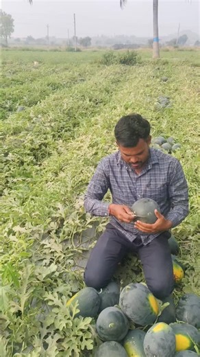 🍉 Fresh Watermelon Loading 🍉 Direct from farm to market 🚜 Daily loading available – 10, 20, 30 tons Quality, quantity & commitment 💯 📞 Contact for loading Sandipbhai Fruits Supplier – Nashik #WatermelonLoading #FarmFreshWatermelon #DirectFromFarm #FruitBusiness #DailyLoading #WholesaleFruits #Tarbuj #KisanSeMarket #FreshFruits #AgriBusiness #SandipbhaiFruitsSupplier #NashikFruits #HardWorkPays #FruitTrader #IndiaFarming | Sandip Yadav