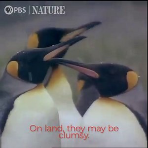 It's World Penguin Day! Enjoy a clip from classic NATURE episode "The World of Penguins." Stream classic NATURE episodes for free on apps and smart TV platforms: to.pbs.org/3GHhICI | Nature | PBS