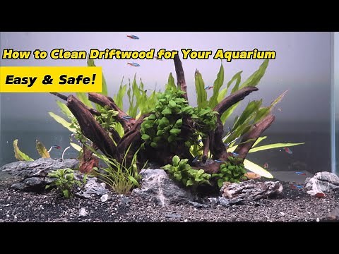 How to Clean Driftwood for Your Aquarium – Easy & Safe!