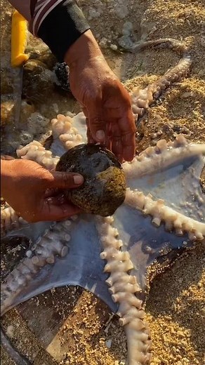 Incredible Giant Octopus Discovery on the Beach! 🐙
