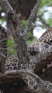 Life in a jackalberry tree 🌳 The Piccadilly female and a pair of nesting yellow-billed hornbills. . . . #MalaMalaGameReserve #ItsAllAboutTheWildlife #safari #bucketlist #meetsouthafrica #southafrica #nature #wildlife #photosafari #luxurysafari #africansafari #travel #explore #wildlifephotography #leopard | MalaMala Game Reserve