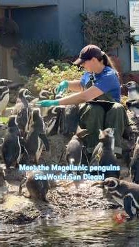 🐧 Meet the Magellanic penguins at SeaWorld San Diego!